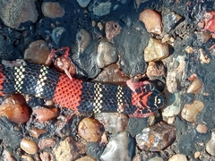 Micrurus altirostris