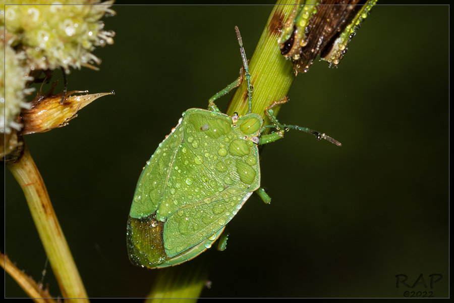 Chinavia aseada