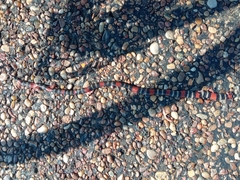 Micrurus altirostris