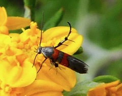 Aetole unipunctella