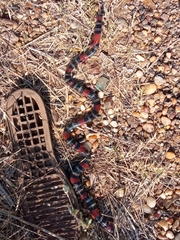 Micrurus altirostris