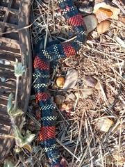 Micrurus altirostris