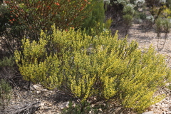 Acacia microcarpa
