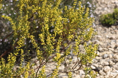Acacia microcarpa