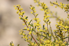 Acacia microcarpa