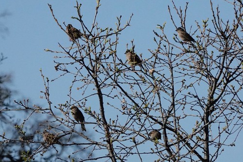 iNaturalist observation photo of Golden-crowned Sparrow