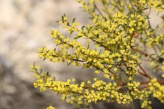 Acacia microcarpa