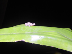 Diasporus diastema