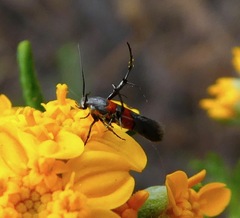 Aetole unipunctella