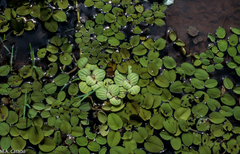 Salvinia auriculata