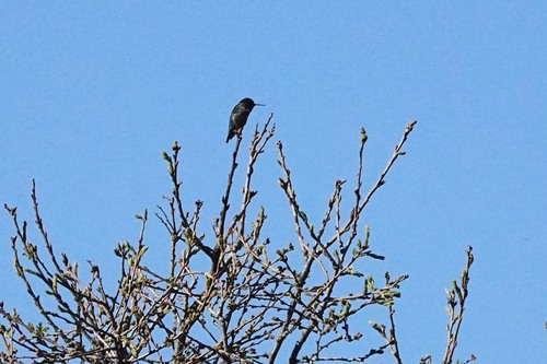 iNaturalist observation photo of Anna's Hummingbird