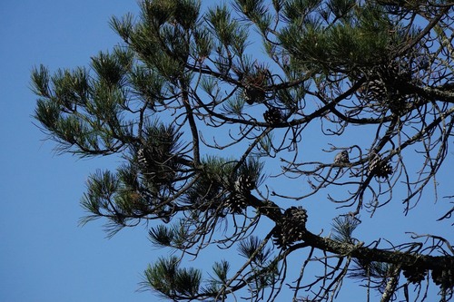 iNaturalist observation photo of Monterey pine