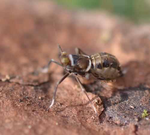 Delphacorid planthopper