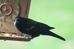 Agelaius phoeniceus