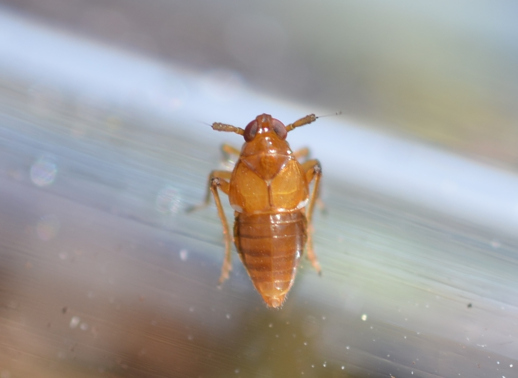 Pissonotus piceus