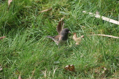 Junco hyemalis