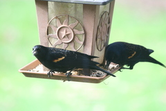Agelaius phoeniceus