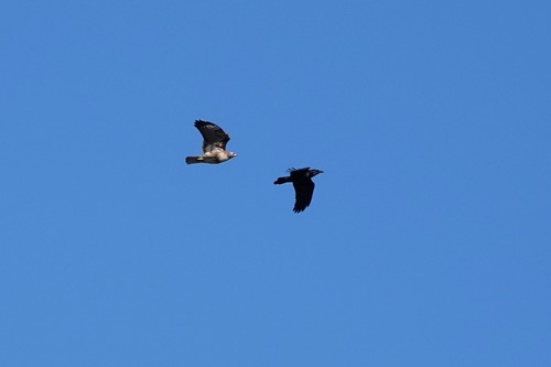 iNaturalist observation photo of Common Raven