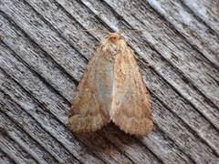 Photedes minima
