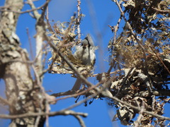 Baeolophus bicolor × atricristatus