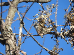 Baeolophus bicolor × atricristatus