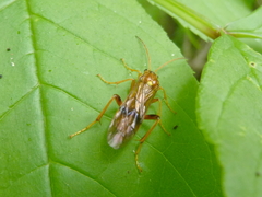 Aglaostigma occipitosum