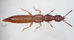 Atrecus longiceps