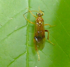 Aglaostigma occipitosum