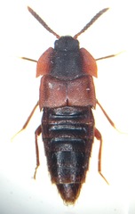 Dinarda dentata