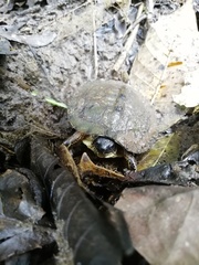 Trachemys venusta