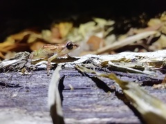 Diasporus diastema