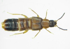 Plataraea nigrifrons