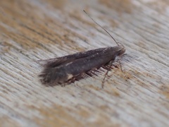 Aproaerema anthyllidella