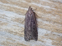 Neofaculta infernella