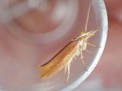 Ypsolopha ustella