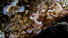 Padina pavonica