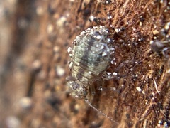 Cerobasis