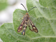 Chamaesphecia empiformis