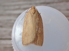 Aphelia viburnana