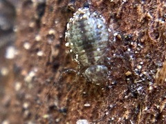 Cerobasis