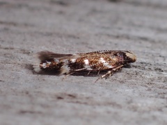 Eulamprotes wilkella