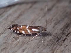 Callisto basistrigella