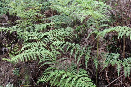 Dennstaedtiaceae image