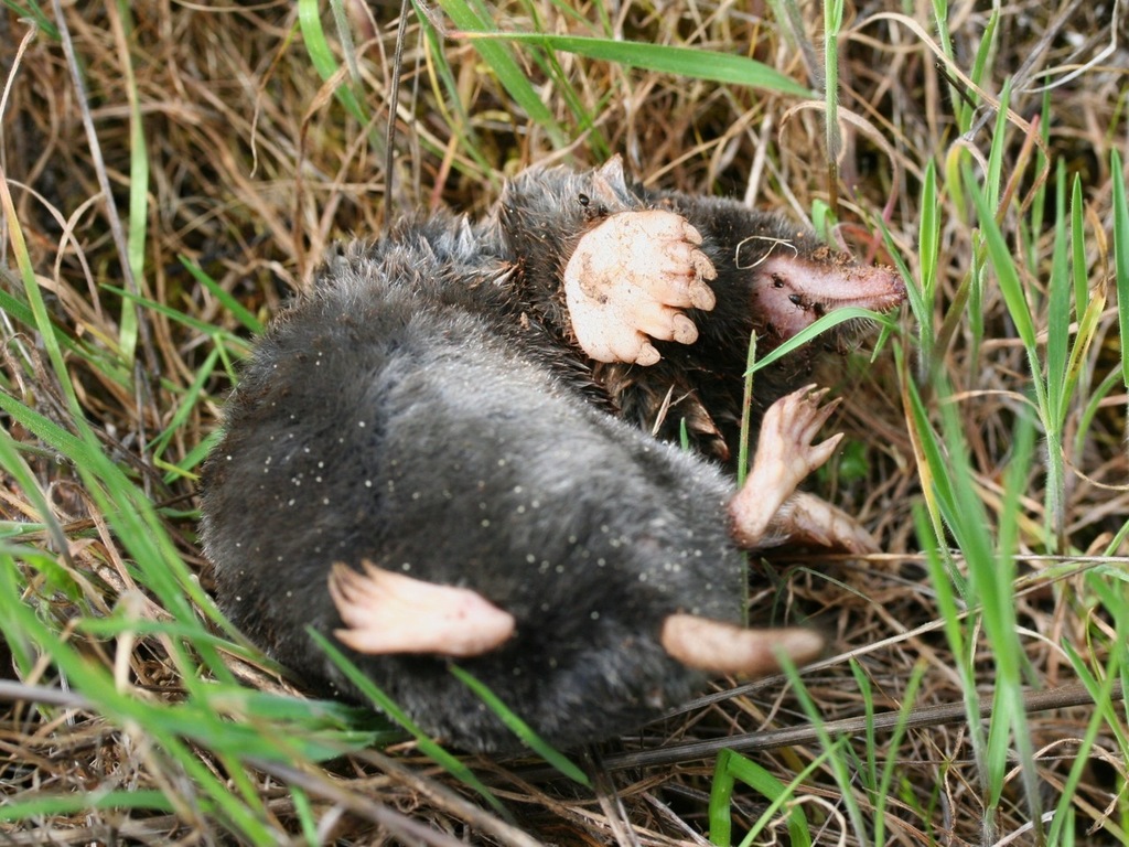 Broad-footed Mole (Small mammals of California) · iNaturalist
