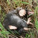 Western Moles - Photo (c) Ken-ichi Ueda, some rights reserved (CC BY-NC-SA)
