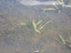 Sagittaria subulata