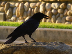 Corvus brachyrhynchos