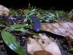 Gymnopis multiplicata