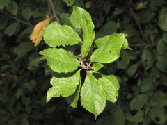 Prunus spinosa dasyphylla