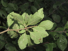 Prunus spinosa dasyphylla